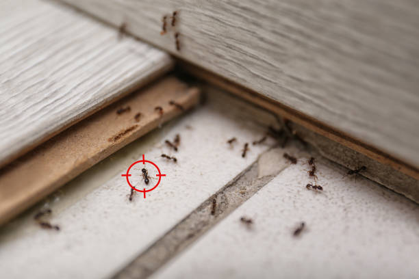 Best Local Pest Control Services  in Colonial Pine Hills, SD