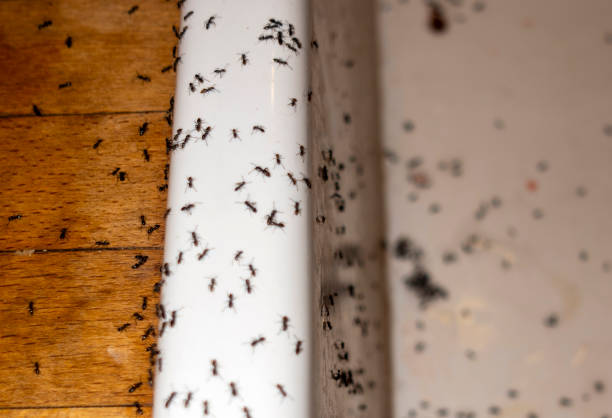 Reliable Colonial Pine Hills, SD Pest Control Solutions
