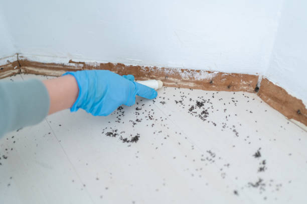 Best Termite Control Services  in Colonial Pine Hills, SD